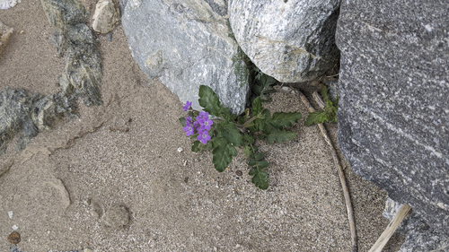 iNaturalist observation photo of Notch-leaf Scorpionweed