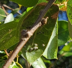 Aleuroplatus