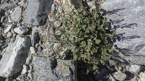 iNaturalist observation photo of heartleaf suncup