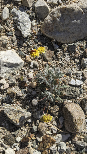 iNaturalist observation photo of yellowhead