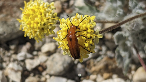 iNaturalist observation photo of Nemognatha