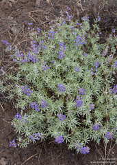 Lupinus argenteus argenteus