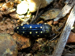 Acmaeodera degener