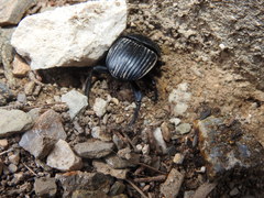 Scarabaeus laticollis