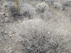 Bebbia juncea aspera