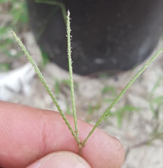 Daknopholis boivinii