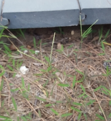 Daknopholis boivinii