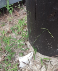 Daknopholis boivinii