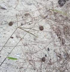 Daknopholis boivinii