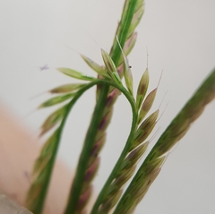 Daknopholis boivinii