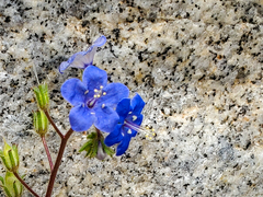 Phacelia campanularia campanularia