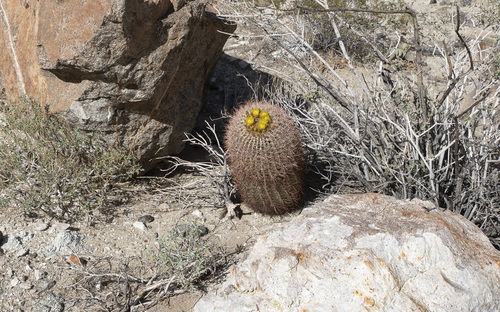 iNaturalist observation photo of California Barrel Cactus