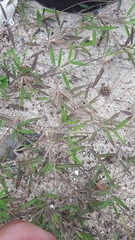 Daknopholis boivinii