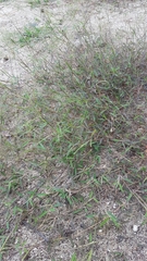 Daknopholis boivinii