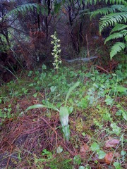 Platanthera algeriensis