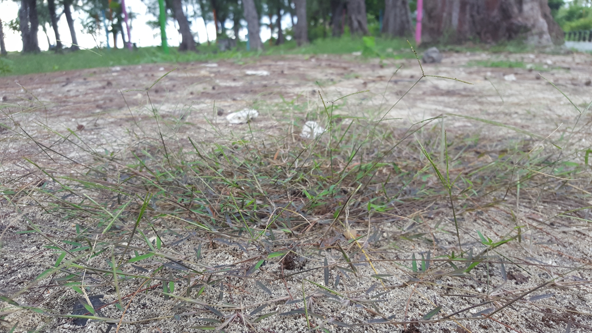 (c) François Rousseu, certains droits réservés (CC BY-NC) https://www.inaturalist.org/observations/109311623