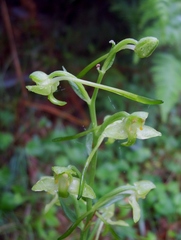 Platanthera algeriensis