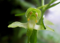 Platanthera algeriensis