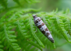 Lobesia quaggana