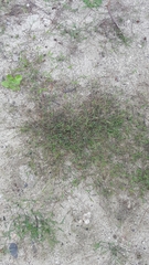 Daknopholis boivinii