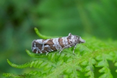 Lobesia quaggana
