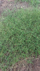 Daknopholis boivinii