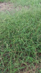 Daknopholis boivinii