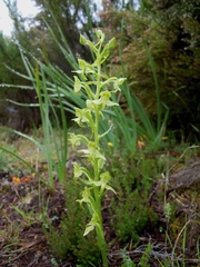 Platanthera algeriensis