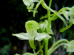 Platanthera algeriensis