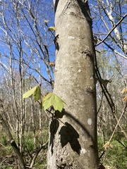 Acer rubrum