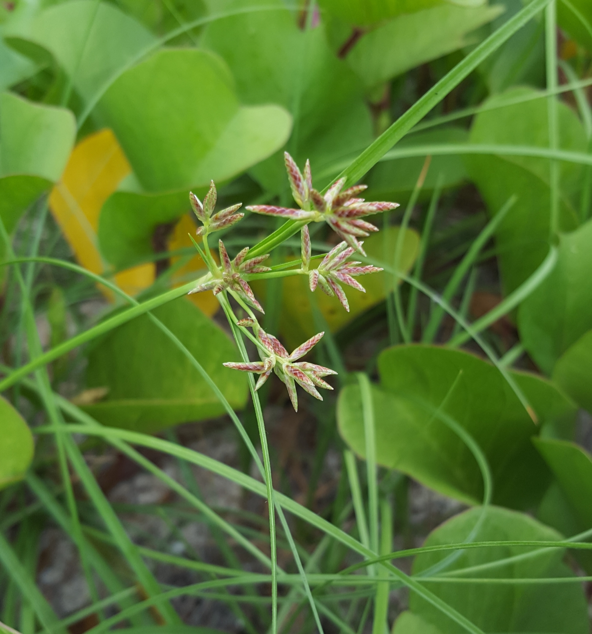 (c) François Rousseu, certains droits réservés (CC BY-NC) https://www.inaturalist.org/observations/109311911