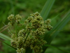 Scirpus georgianus