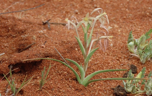 Spider Kabong (Lapeirousia littoralis)