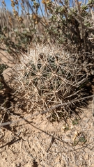Pediocactus sileri