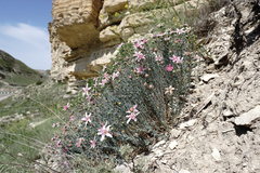 Reaumuria alternifolia alternifolia