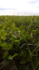 Paspalum vaginatum image