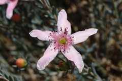 Reaumuria alternifolia alternifolia