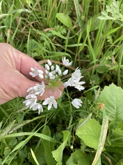 Allium neapolitanum