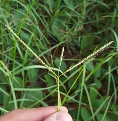 Paspalum vaginatum image