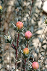 Reaumuria alternifolia alternifolia
