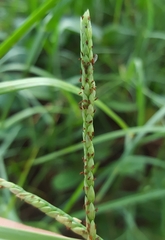 Paspalum vaginatum image