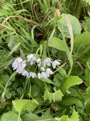 Allium neapolitanum