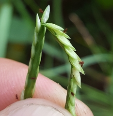 Paspalum vaginatum image