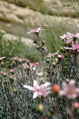 Reaumuria alternifolia alternifolia