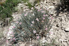 Reaumuria alternifolia alternifolia