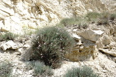 Reaumuria alternifolia alternifolia