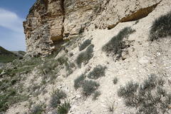 Reaumuria alternifolia alternifolia