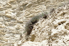 Reaumuria alternifolia alternifolia