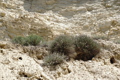 Reaumuria alternifolia alternifolia