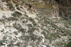 Reaumuria alternifolia alternifolia